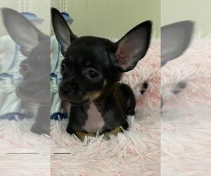 Chihuahua Puppy for sale in MIAMI, FL, USA