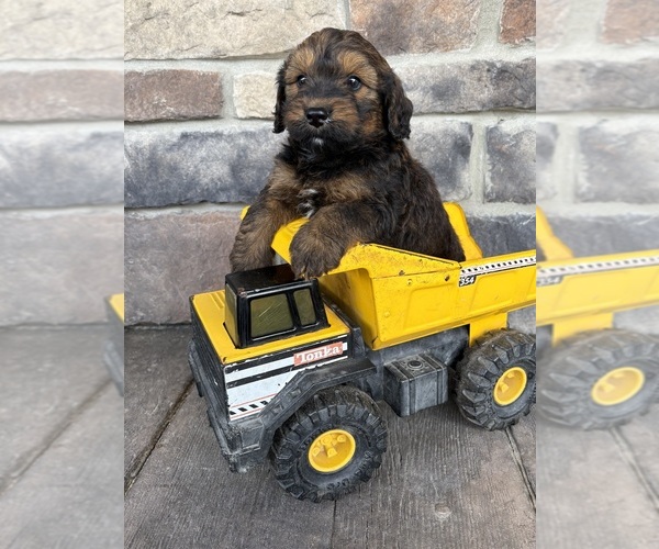 Medium Photo #1 Whoodle (Miniature) Puppy For Sale in MIDDLEBURY, IN, USA