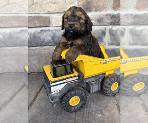 Whoodle (Miniature) Puppy for sale in MIDDLEBURY, IN, USA