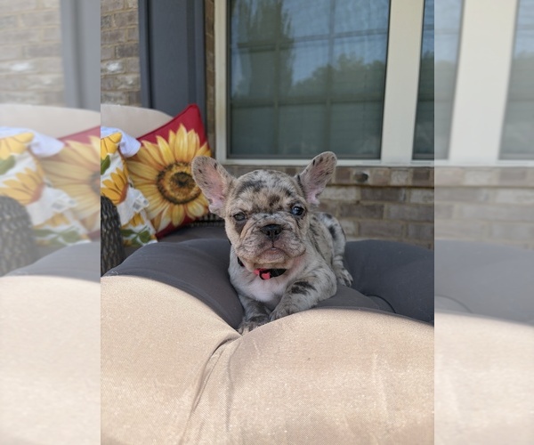 Medium Photo #5 French Bulldog Puppy For Sale in SNELLVILLE, GA, USA