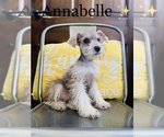 Small Photo #12 Schnauzer (Miniature) Puppy For Sale in COOKEVILLE, TN, USA
