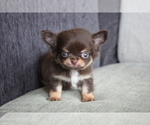 Small Photo #6 Chihuahua Puppy For Sale in EMPIRE STATE, NY, USA