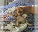 Small #3 Boxweiler
