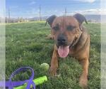 Small #1 Labrador Retriever Mix