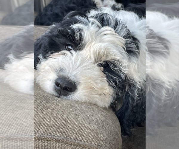 Medium Photo #3 Sheepadoodle Puppy For Sale in SPRINGDALE, AR, USA