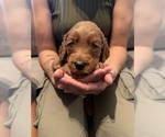 Small Goldendoodle