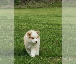 Siberian Husky Puppy for sale in STOCKTON, MO, USA