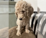 Small Photo #1 Poodle (Standard) Puppy For Sale in CHEYENNE, WY, USA