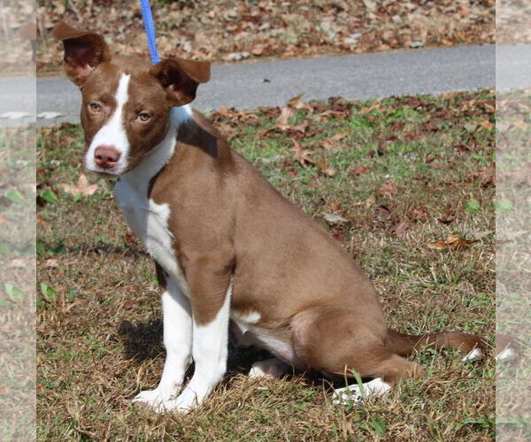 Medium Photo #4 Mutt Puppy For Sale in Prattville, AL, USA