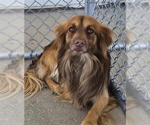 Papillon Dogs for adoption in Bakersfield, CA, USA