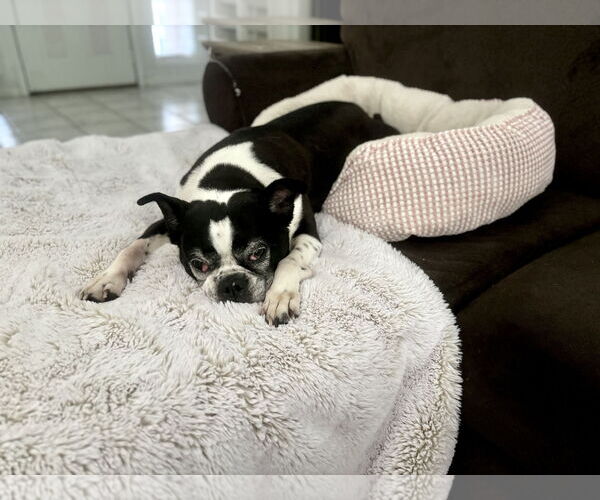 Medium Photo #3 Boston Terrier Puppy For Sale in Little Elm, TX, USA