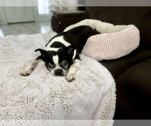 Raleigh (Forever Foster) - Male Boston Terrier Dog for Adoption - Photo #3