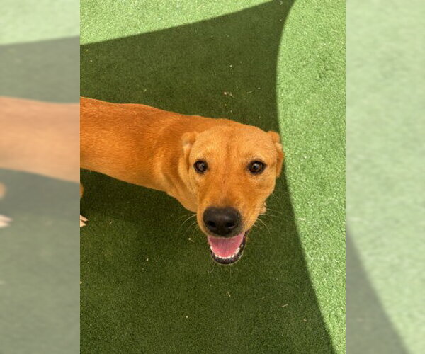 Medium Photo #2 Labrador Retriever-Unknown Mix Puppy For Sale in Texas City, TX, USA
