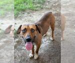 Small #1 Mastiff Mix