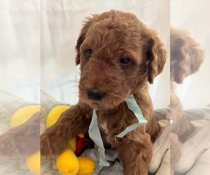 Medium Miniature Labradoodle