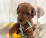 Puppy 5 Miniature Labradoodle