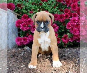 Boxer Puppy for sale in LEBANON, PA, USA
