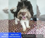 Small #1 Havanese