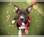 *FIG - Female Mutt Dog for Adoption - Small photo