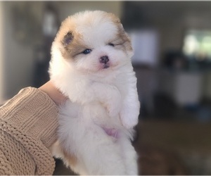 Pomeranian Puppy for sale in LATHROP, CA, USA