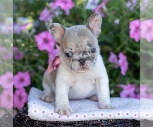 French Bulldog Puppy for sale in CAMPBELL HILL, IL, USA