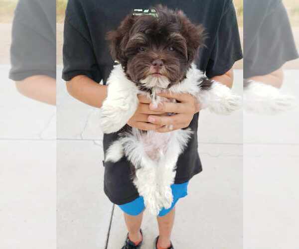 Medium Photo #5 Havanese Puppy For Sale in CASA GRANDE, AZ, USA