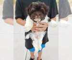 Small Photo #5 Havanese Puppy For Sale in CASA GRANDE, AZ, USA