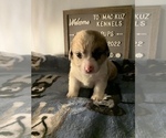 Small Photo #8 Welsh Cardigan Corgi Puppy For Sale in SUN PRAIRIE, WI, USA