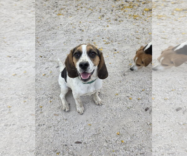 Medium Photo #5 Beagle Puppy For Sale in Las Vegas, NV, USA