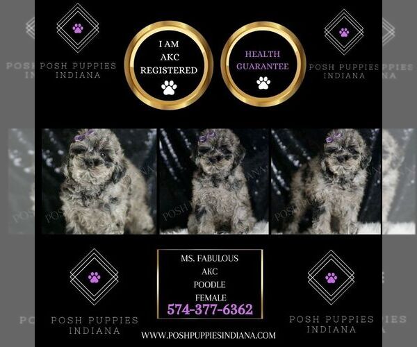 Medium Photo #2 Poodle (Toy) Puppy For Sale in WARSAW, IN, USA