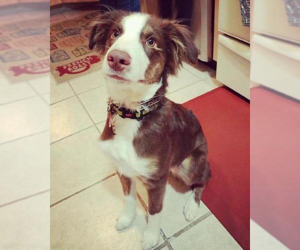 Medium Photo #4 Australian Shepherd-Unknown Mix Puppy For Sale in Salt Lake City, UT, USA