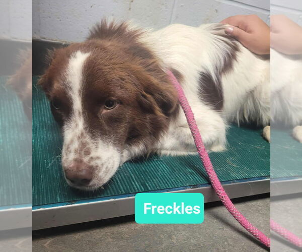 Medium Photo #4 Australian Shepherd Puppy For Sale in Richmond, IN, USA