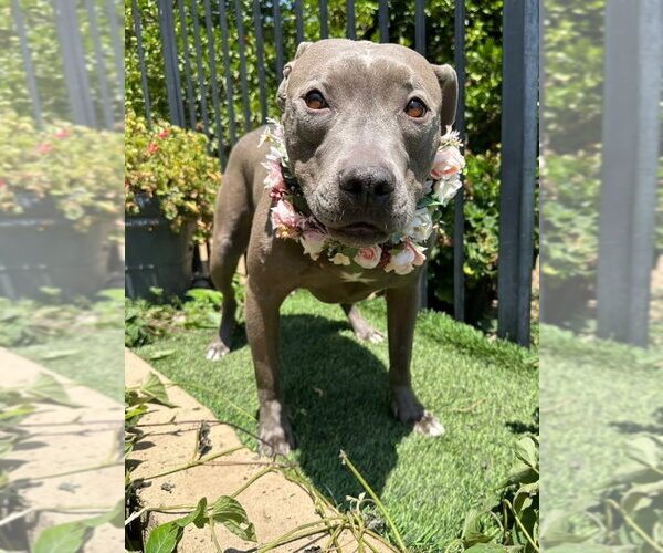 Medium Photo #6 American Pit Bull Terrier-Unknown Mix Puppy For Sale in Redlands, CA, USA