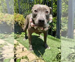 Small Photo #6 American Pit Bull Terrier-Unknown Mix Puppy For Sale in Redlands, CA, USA
