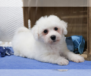 Bichon Frise Puppy for sale in SYRACUSE, IN, USA