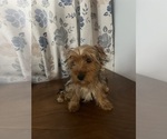 Small Photo #14 Yorkshire Terrier Puppy For Sale in DURHAM, CT, USA