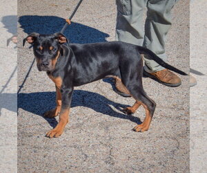 Keller - Male American Staffordshire Terrier-Rottweiler Mix Dog for Adoption - Photo #2