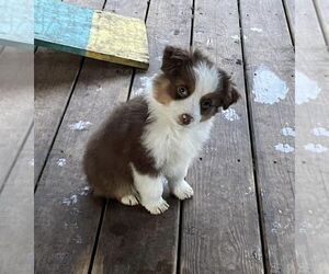 Miniature American Shepherd Puppy for Sale in GARYSBURG, North Carolina USA