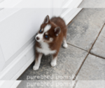 Small #2 Pomsky