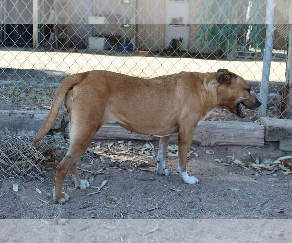 Medium Photo #3 American Pit Bull Terrier-Unknown Mix Puppy For Sale in El Centro, CA, USA