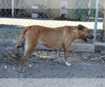 Small #2 American Pit Bull Terrier Mix