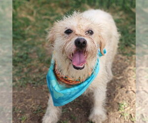 Mutt Dogs for adoption in San Antonio, TX, USA
