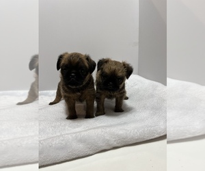 Brussels Griffon Puppy for sale in WAYNESVILLE, MO, USA