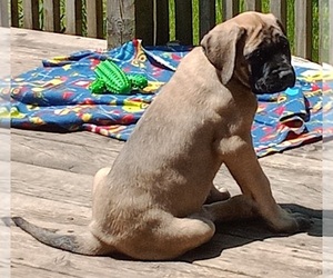 Mastiff Puppy for sale in FOWLERVILLE, MI, USA