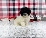 Small Photo #4 Maltipoo Puppy For Sale in GREENWOOD, IN, USA