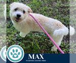 Small #2 Poodle (Miniature) Mix