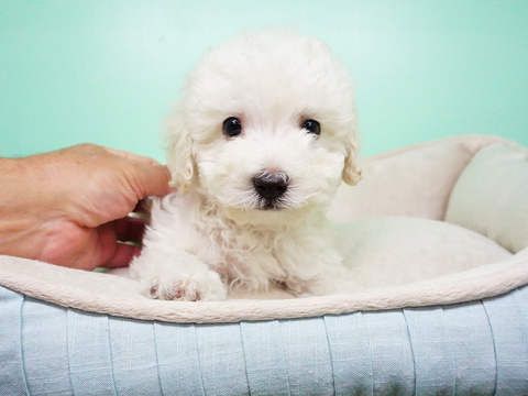 Medium Photo #1 Maltipoo Puppy For Sale in LA MIRADA, CA, USA