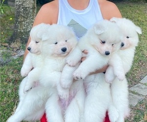 Samoyed Puppy for sale in BOCA RATON, FL, USA
