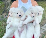 Small Photo #1 Samoyed Puppy For Sale in BOCA RATON, FL, USA