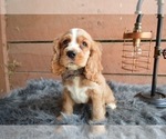 Small Photo #2 English Cocker Spaniel Puppy For Sale in HONEY BROOK, PA, USA